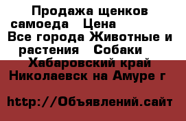 Продажа щенков самоеда › Цена ­ 40 000 - Все города Животные и растения » Собаки   . Хабаровский край,Николаевск-на-Амуре г.